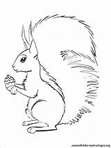 Eichhörnchen Zum Ausmalbilder Ausdrucken Von Kostenlos Malvorlagen Gratis Und Coloring Drawings sketch template