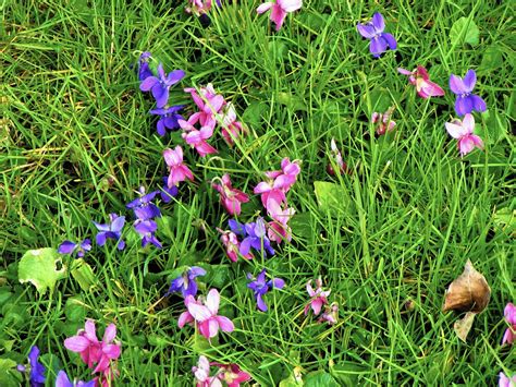 Garden How To Control Wild Violets Crab Grass The Morning Call