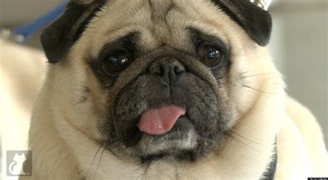 obese pugs relinquished  owner find   healthy home huffpost