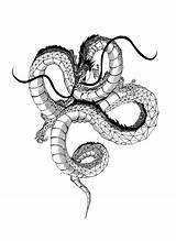 Shenron Drago Disegno Tattoo Dbz Dragons sketch template