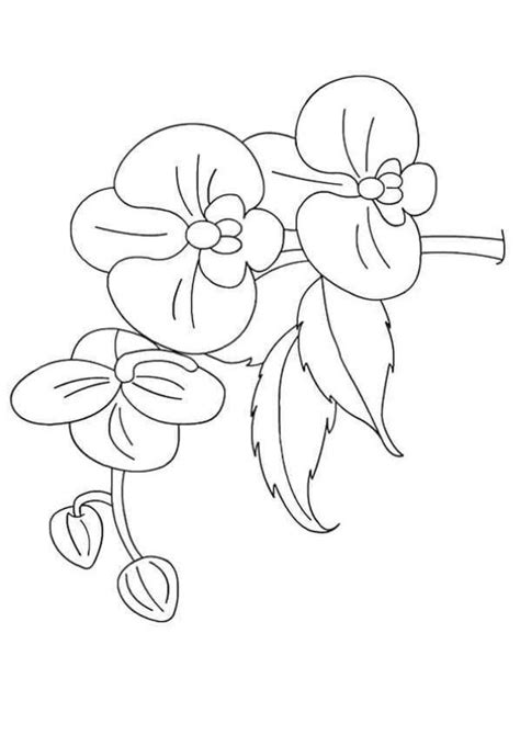 beautiful orchid coloring pages  coloring sheets flower