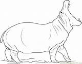 Hippopotamus Angry Coloringpages101 sketch template