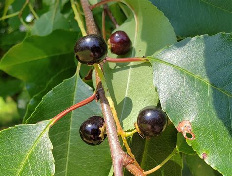 black cherry glen arboretum