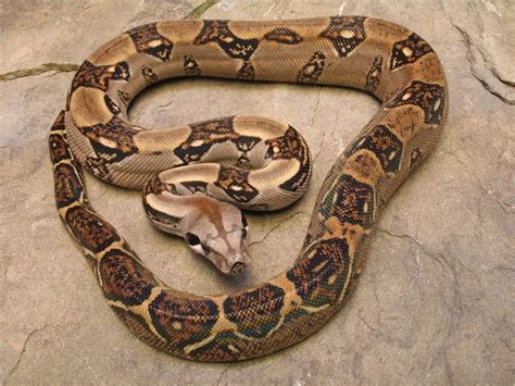 boa constrictor imperator boa constrictor cute reptiles snake