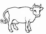 Vaca Animales Derivados Artistica sketch template