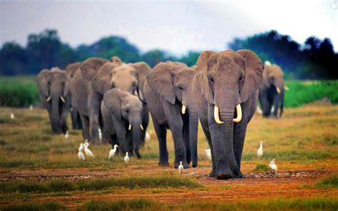 african elephants hd wallpapers  hd wallpapers