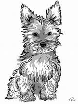 Yorkie Coloring Dog Pages Puppy Realistic Adult Adults Drawing Print Cartoon Kids Getdrawings Sketch Template Colorings sketch template