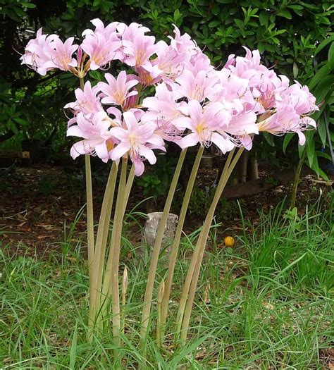 grow resurrection lily surprise lily long stem flowers lily
