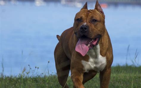 comprehensive guide  pit bull terrier traits care