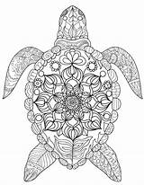 Turtle Coloring Sea Pages Adult Description sketch template