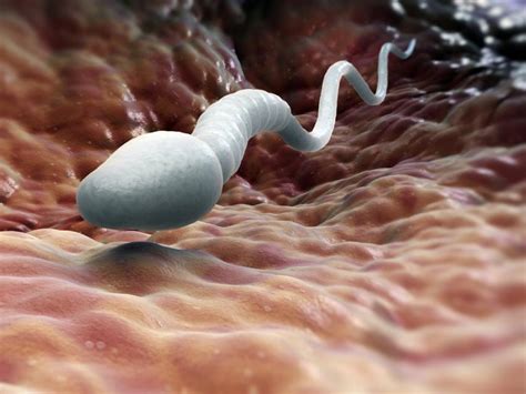 What Does Sperm Look Like New Health Advisor