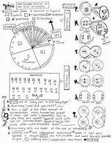 Meiosis Coloring Sheet Biology Cell Cycle Visually Steps Shows Part Teacherspayteachers Ap Other Choose Board Science sketch template