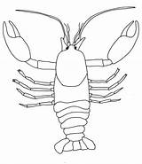Crayfish Gambero Crawfish Crawdad Lobster Starklx Dissection sketch template