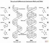 Dna Rna Coloring Biology Pages Worksheet Between Structure Structural Differences Drawing Replication Molecule Helix Double Labeled Color Review Getdrawings Answers sketch template