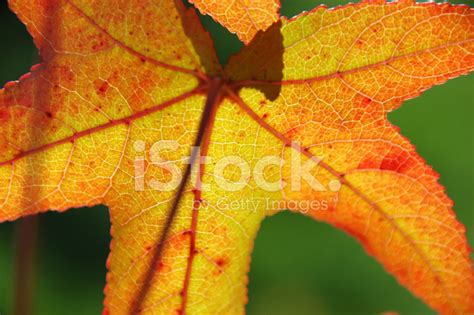 turning leaf stock photo royalty  freeimages