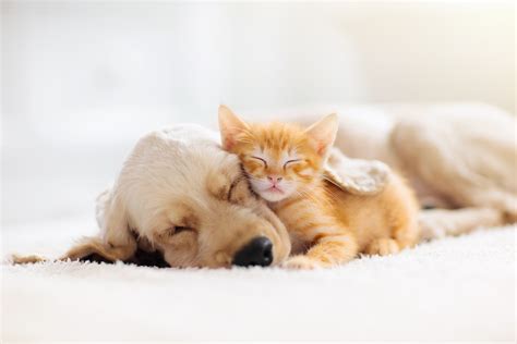 puppies  kittens   cuter friday ad blog