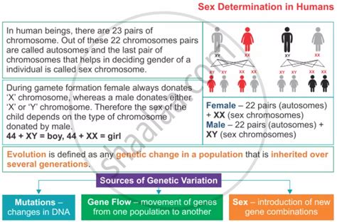 Write A Short Note On Sex Determination In Man Biology