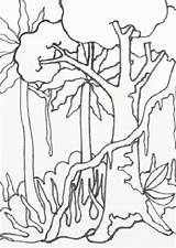 Rainforest Coloring Pages Amazon Drawing Easy Scenery Jungle Forest Trees Rain Sketch Template Treasures Wild Drawings Getdrawings Color Templates Getcolorings sketch template
