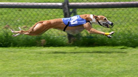 filegreyhound racing  amkjpg wikipedia