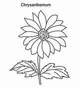 Chrysanthemum Coloringsun Designlooter sketch template