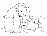 Polar Bear Coloring Pages Printable Cub Baby Kermode Bears Drawing Print Kids Family California Color Animals Clipart Animal Clip Arctic sketch template