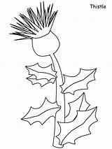 Coloring Pages Thistle Flowers Printable Flower Scotland Realistic Sheets Color Coloringpagebook Paper Flag Scottish Thistles Drawings Kids Book Online Children sketch template