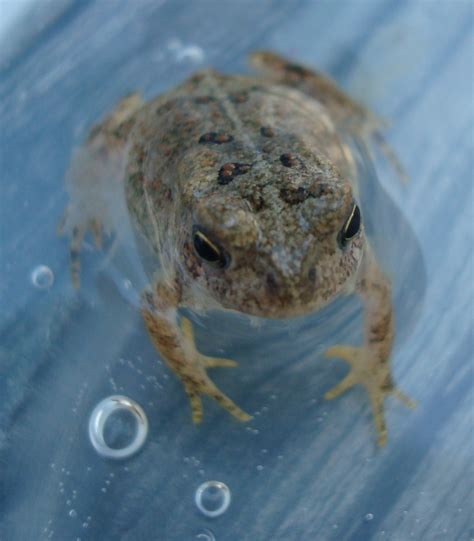 baby frog naquillity
