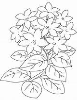Jasmine Coloring Flower Pages Colouring Sexy Kids Picolour sketch template