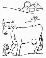 Calf Cows Pasture Calves Kolorowanki Colorir Vacas Zwierzęta Strona Fazenda sketch template