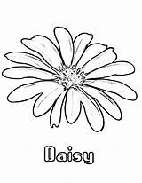 Flower Daisy Coloring Pages Drawing Kids Marigold Colouring Choose Board Printable Print Getdrawings Adult sketch template