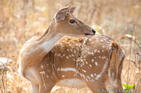 chital deer burrard lucas photography