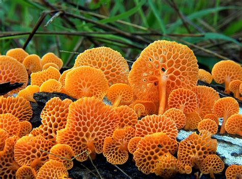 orange pore fungus favolaschia calocera stuffed mushrooms mushroom fungi plant fungus