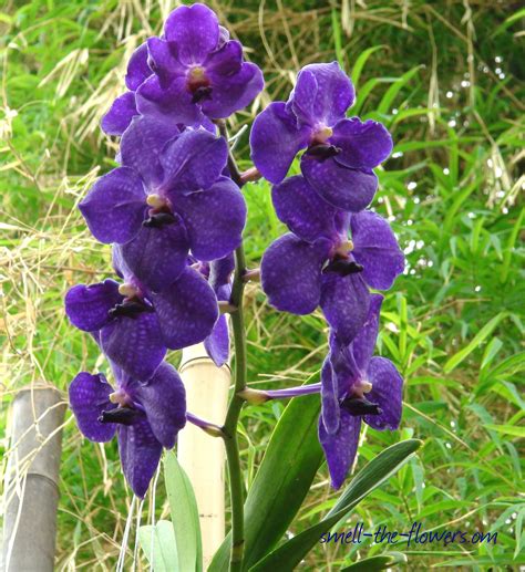 purple  blue orchid flower blue orchid freesia flowers vanda orchids purple orchids