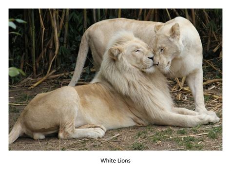 99 Best White Lions Images On Pinterest Big Cats White