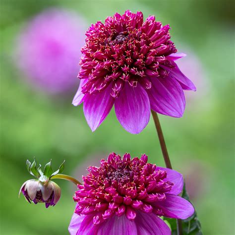 buy dahlia abigail anemone flowered dahlia tubers sarah raven