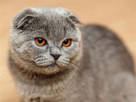 shorthair cat breeds britannica