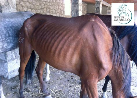 nutela yegua adoptada salva un caballo
