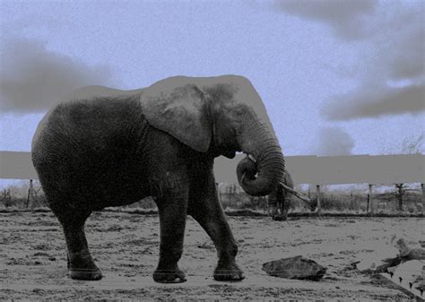 elephant wendy davies flickr