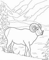 Montagne Mouflon Mouton Argali sketch template