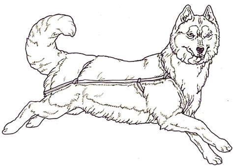 husky coloring page flickr photo sharing