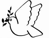 Dove Outline Clipart Coloring Library Drawings sketch template