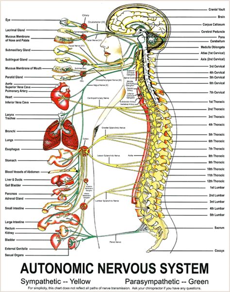 The Autonomic Nervous System Chart Sherman College Of