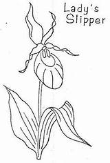 Slipper Lady Flower Coloring Pages Drawing Embroidery Tattoo Patterns Orchid Flickr Hand sketch template