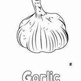 Garlic Vegetable sketch template