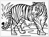 Tiger Coloring Pages Realistic Kids Printable Tigers sketch template
