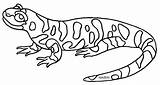 Salamander Clipart Clip Amphibian Tiger States Coloring Kansas United Barred Cliparts Designlooter Library Drawings State 17kb 348px sketch template