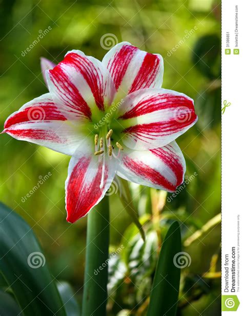 lily stock image image of pistils bouquet lush botany