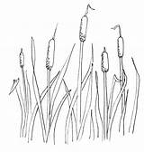 Coloring Drawing Cattail Cattails Plant Pages Cat Tail Pond Clip Drawings Clipart Printable Color Plants Kids Draw Choose Board Getcolorings sketch template