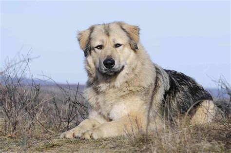 mountain dog breeds   endure tough terrain