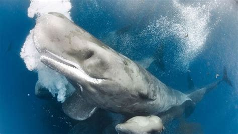 Bbc Earth The People Who Dive With Whales That Could Eat Them Alive